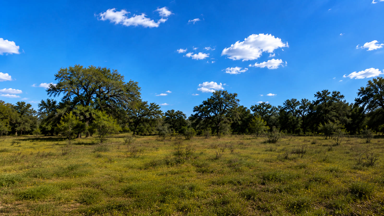 Before — bare undeveloped Texas land